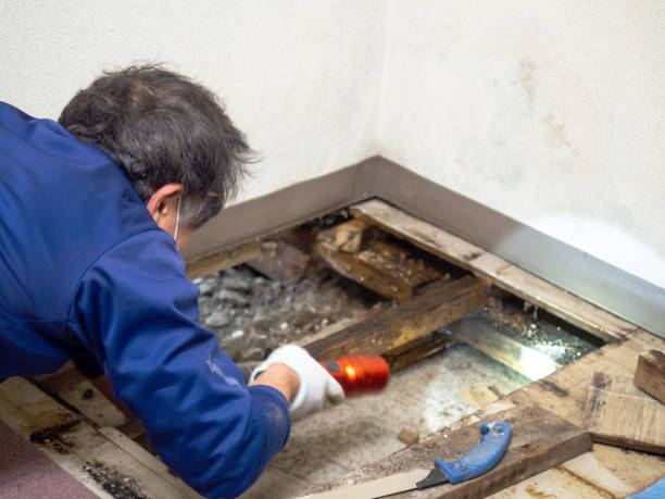 Best Mold Removal Company Near Me  in Cresaptown, MD