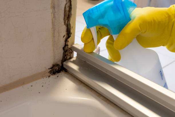 Best Certified Mold Removal  in Cresaptown, MD