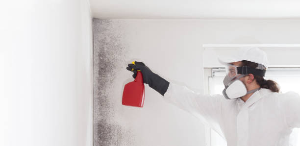 Mold Removal Process in Cresaptown, MD