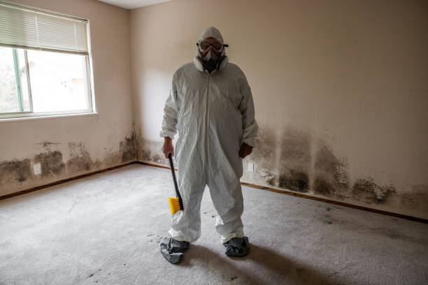 Best Black Mold Removal  in Cresaptown, MD