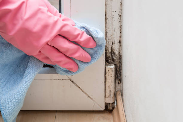 Best Emergency Mold Removal  in Cresaptown, MD