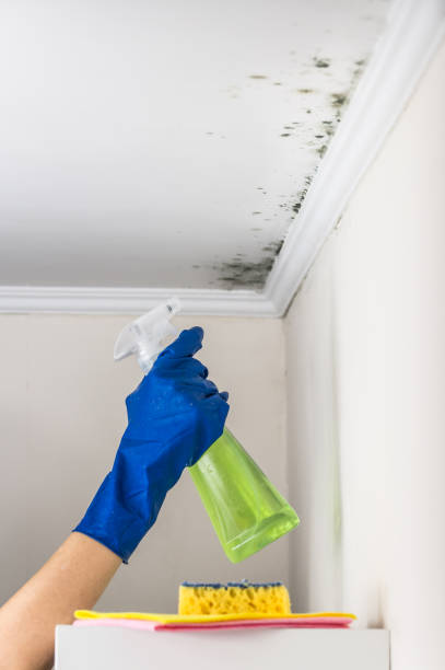 Best Mold Testing  in Cresaptown, MD